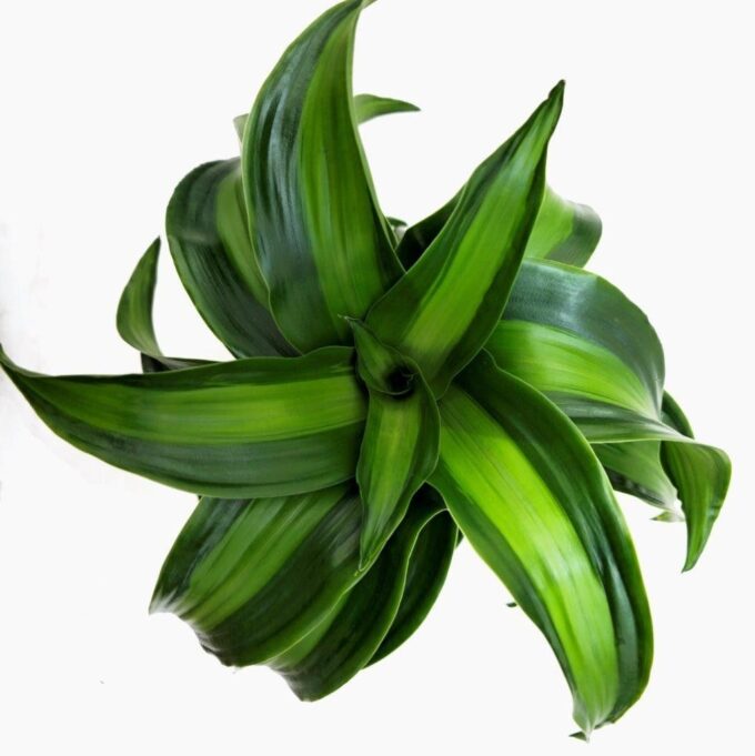 Dracaena Black Kanzi