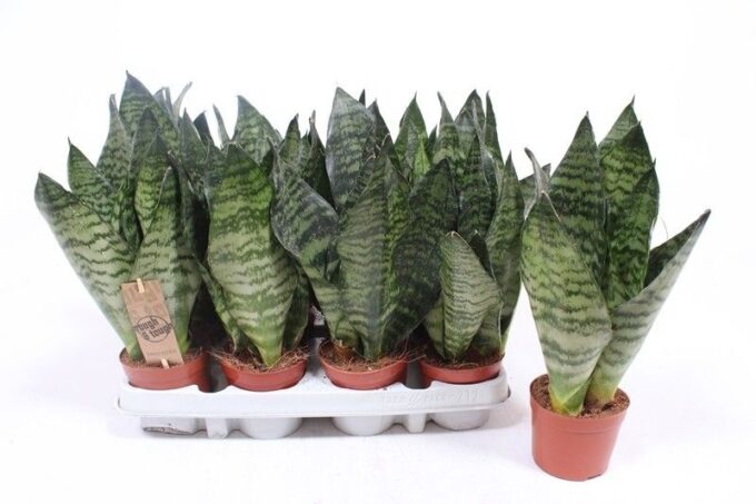 Sansevieria zeylanica compacta