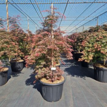 Acer palm. 'Orangeola'