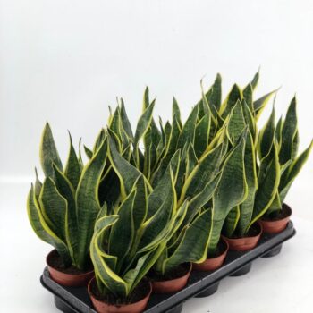 Sansevieria Superba 2pp 30-35cm