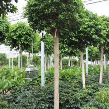 Ficus Nitida