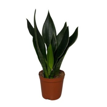 Sansevieria Black Diamond