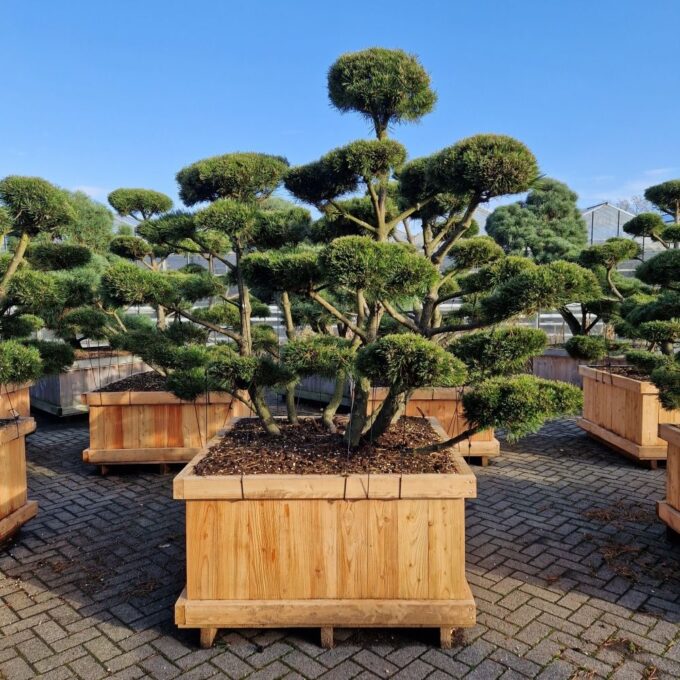 Pinus mugo 'Gnom'