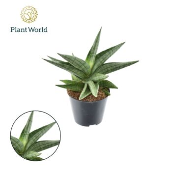 Sansevieria 'Helios Dwarf'