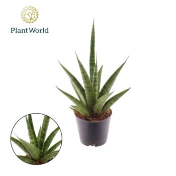 Sansevieria 'trifciata' Pineapple