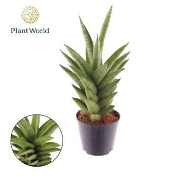 Sansevieria 'Starshooter'