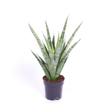Sansevieria 'trifciata' Pineapple