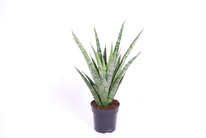 Sansevieria 'trifciata' Pineapple