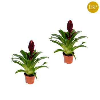 Vriesea Cathy