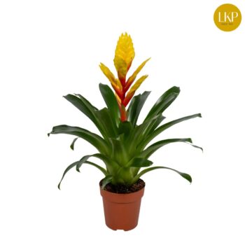 Vriesea Intenso Yellow
