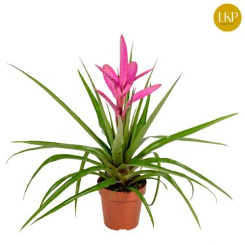 Tillandsia Antonio