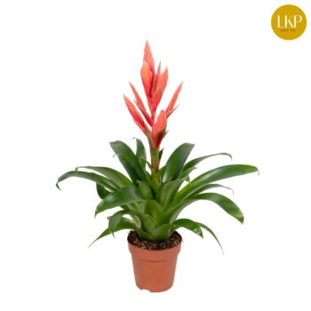 Tillandsia Ziva