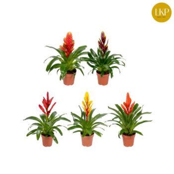 Vriesea Sensation Duo mix