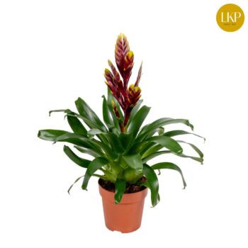 Vriesea Vogue