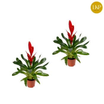 Vriesea Twinkle