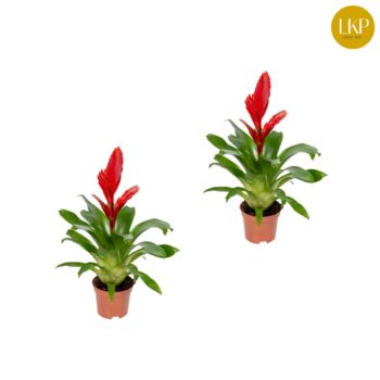 Vriesea Christiane