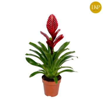 Vriesea Porto