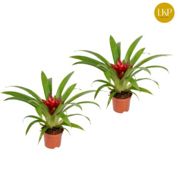 Guzmania Blitz