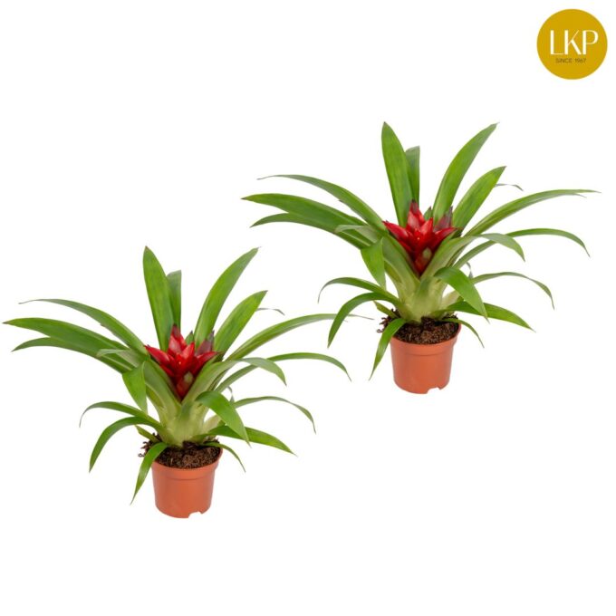 Guzmania Blitz