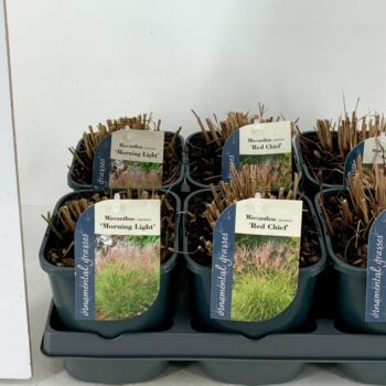 Miscanthus Mix
