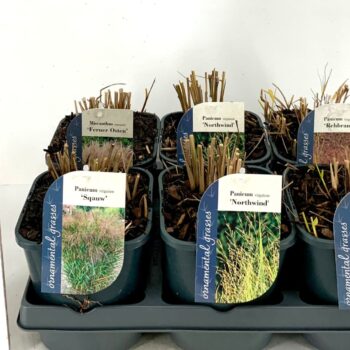 Panicum Mix