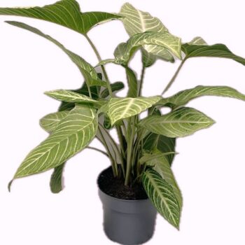 Xanthozoma Lindelli Mint 19 cm