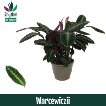 Calathea Warcewiczii