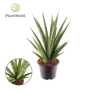 Sansevieria 'trifciata' Pineapple