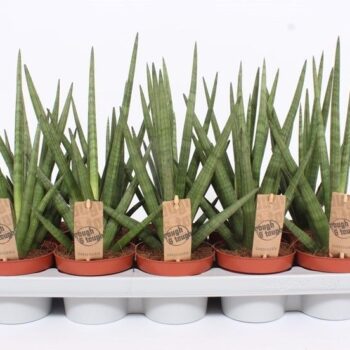 Sansevieria Tough Guy