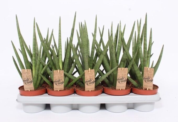 Sansevieria Tough Guy