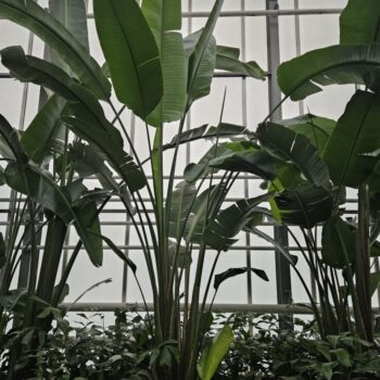 Strelitzia nicolai