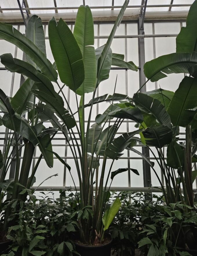Strelitzia nicolai