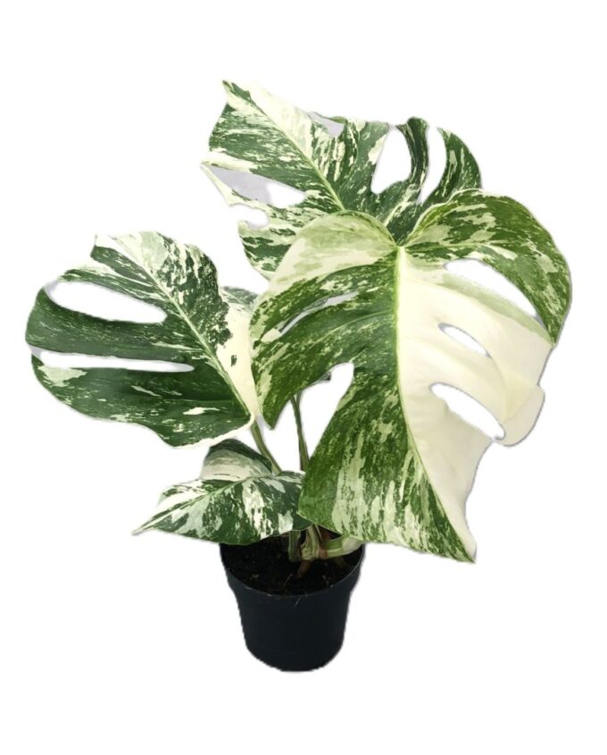 Monstera variegata
