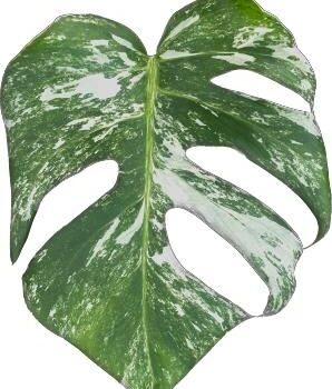 Monstera Variegata