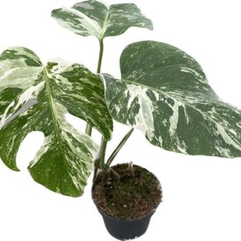 Monstera Variegata
