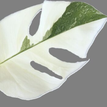 Monstera variegata 'Snow White'