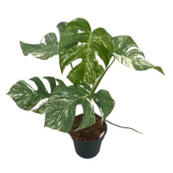 Monstera Variegata