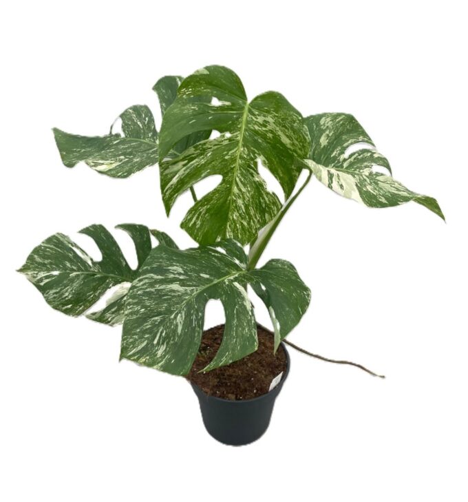 Monstera Variegata