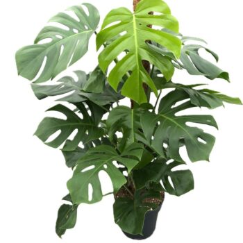 Monstera Deliciosa