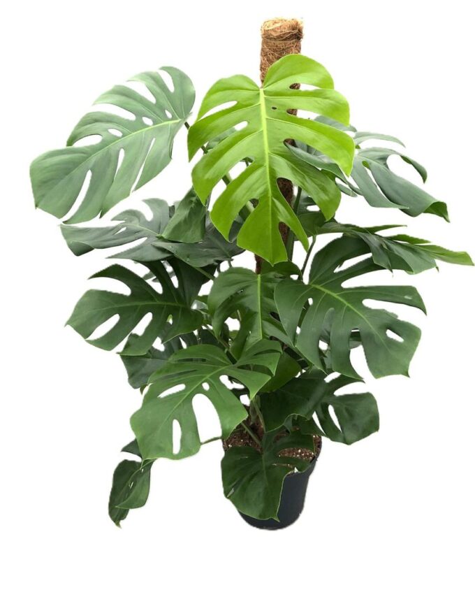 Monstera Deliciosa