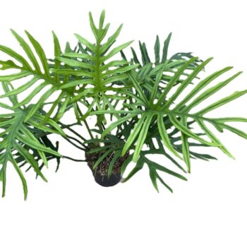 Philodendron elegans 'Trixi'