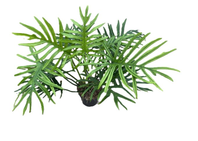 Philodendron elegans 'Trixi'