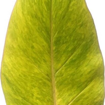 Philodendron 'Painted Lady'