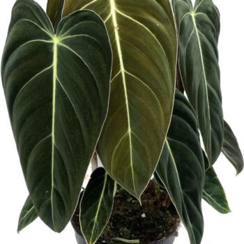 Philodendron melanochrysum p17 3pp toef (Koberg)