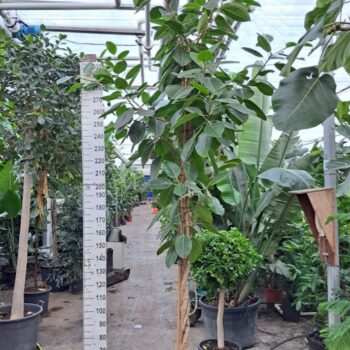 Ficus Altissima gedraaide stam 400