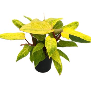 Philodendron 'Painted Lady' toef p19cm