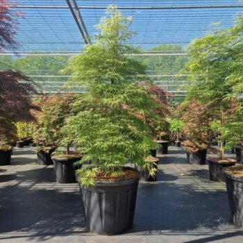 Acer palm. 'Dissectum'