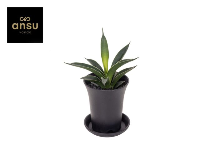 Sansevieria Comet Amazon Green in sierpot