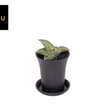 Sansevieria Almond Silver in sierpot