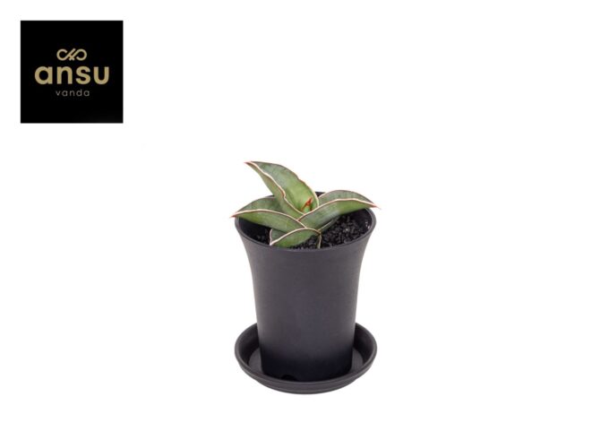 Sansevieria Almond Silver in sierpot